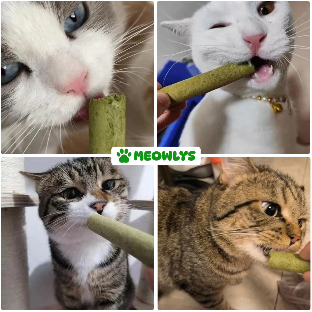 Cat Grass Teething Sticks [Free Today]